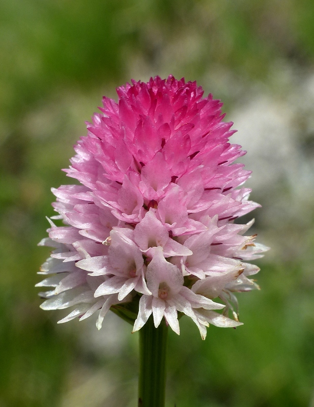 Nigritella corneliana nella splendida e selvaggia Val Maira (CN) luglio 2024.